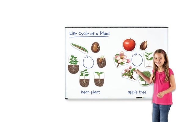 Picture of Giant Magnetic Plant Life Cycles