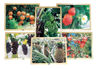 Picture of Growing Up Green! Healthy Eating Fruit Puzzles