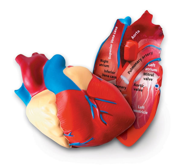 Picture of Soft Foam Cross-Section Human Heart Model