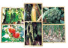 Picture of Growing Up Green! Healthy Eating Vegetable Puzzles