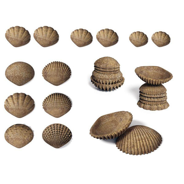 Picture of Tactile Shells- Eco-Friendly Natural Tones Collection of 36
