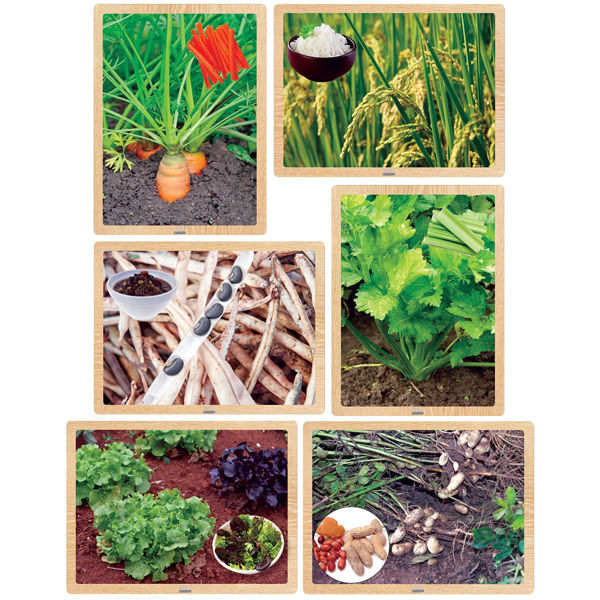 Picture of Growing Up Green Foods from Earth Puzzle set